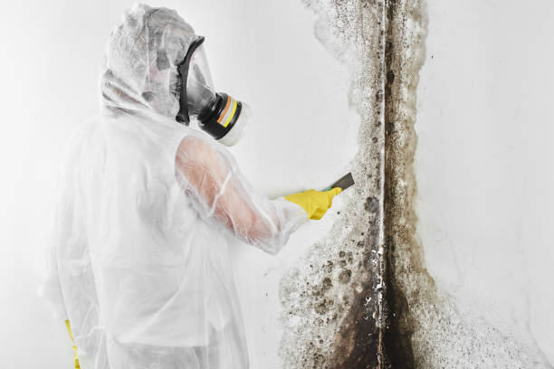 Best Black Mold Removal  in Cotulla, TX