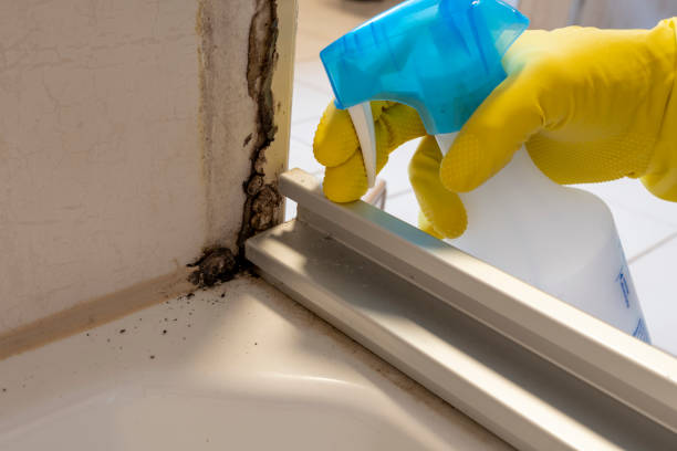 Crawl Space Mold Removal in Cotulla, TX