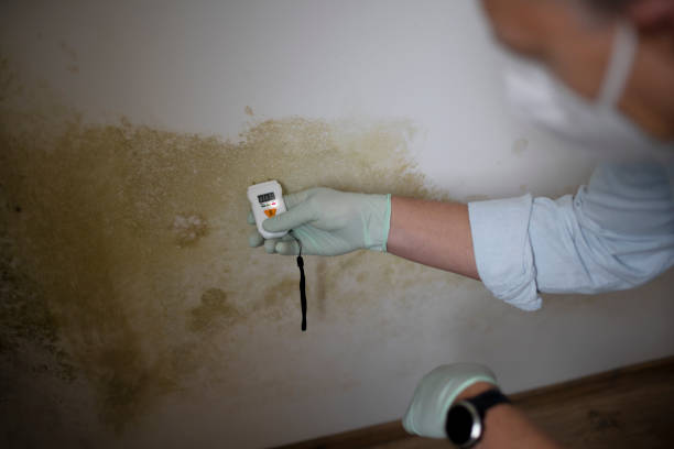 Best Mold Testing  in Cotulla, TX