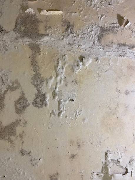 Home Mold Removal in Cotulla, TX