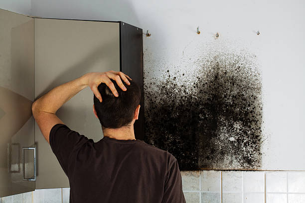 Professional Mold Removal in Cotulla, TX
