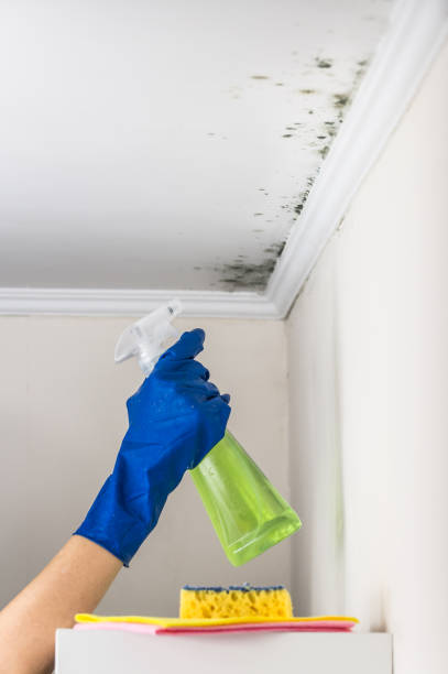 Professional Mold Removal in Cotulla, TX